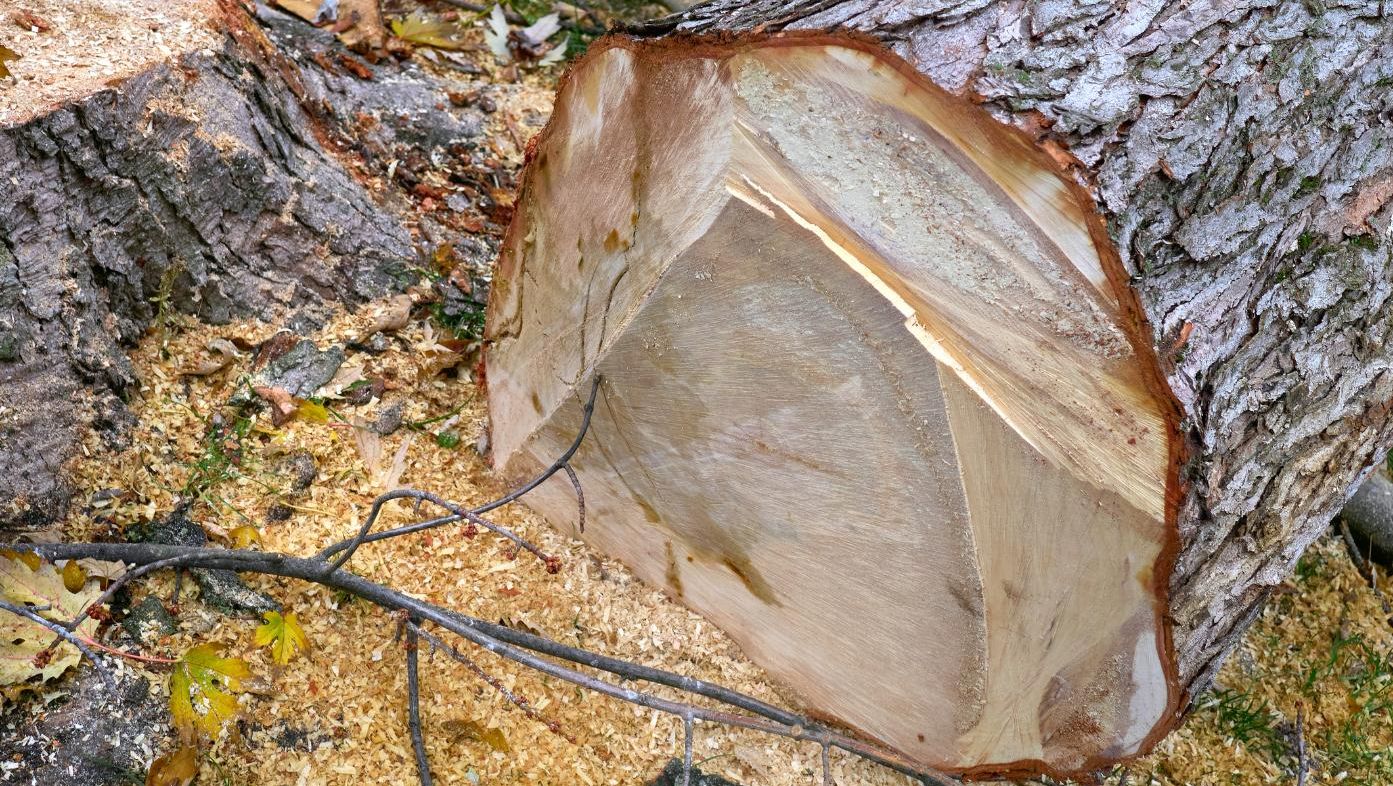 Trestamme etter tre har blitt felt